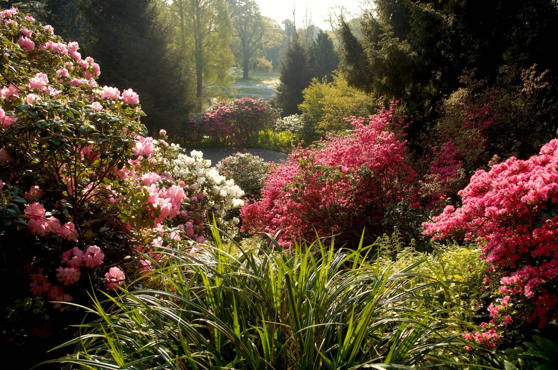 Üppiger Garten mit leuchtend rosa, weiß und rot blühenden Büschen, umgeben von Grün unter sanftem Sonnenlicht.