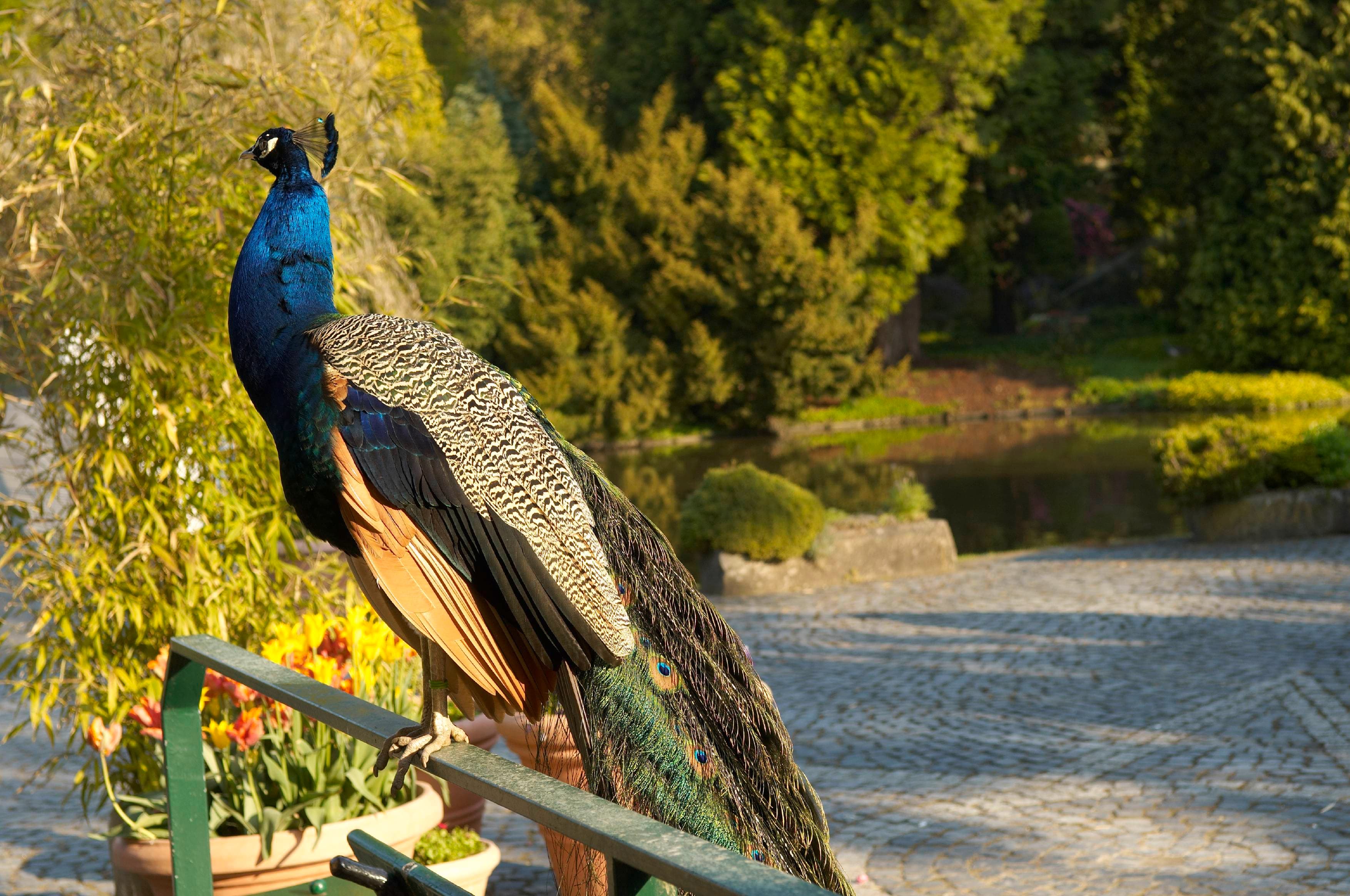 A peacock with vibrant plumage stands on a railing in a sunlit garden with trees and a cobblestone path in the background.